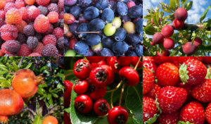 Exploring a Variety of Fruits